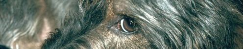 Tierfoto